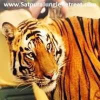 Satpura Tiger Park on 9Apps