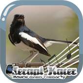 Magpie Robin Therapy on 9Apps