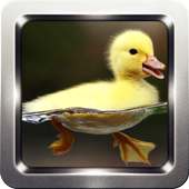 Duck Sound Collection on 9Apps