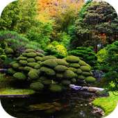 Koi Zen Garden Live Wallpaper