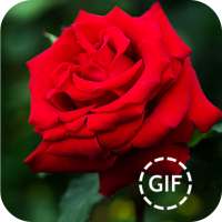 Bellissimi fiori e rose foto on 9Apps