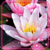 Lotus Flowers Live Wallpaper on 9Apps