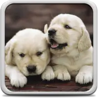 Descarga de la aplicación Perritos Fondos Animados 2023 - Gratis - 9Apps Descarga de la aplicación Perritos Fondos Animados 2023 - Gratis - 9Apps