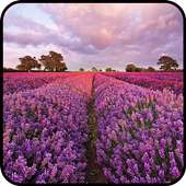 Romantic Lavender Wallpapers on 9Apps