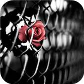 Pink roses. Flower wallpapers