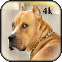 4K Pitbull HD Wallpapers 2020 on 9Apps