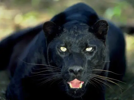 Documentary videos wild animals APK Download 2023 - Free - 9Apps