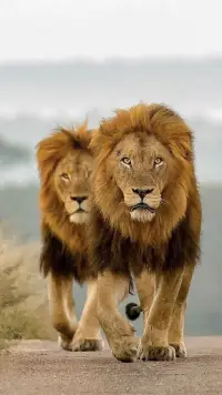 Lion Wallpapers APK Download 2023 - Free - 9Apps Lion Wallpapers APK Download 2023 - Free - 9Apps