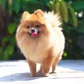 Pomeranian Dog HD Wallpapers