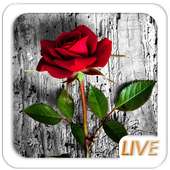 Rose Love Live wallpaper