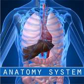Human Anatomy System