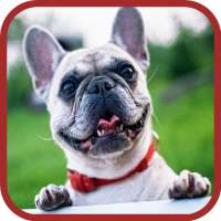 Cute Dogs - Wallpapers & Images on 9Apps