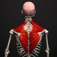 Anatomy by Muscle & Motion on 9Apps