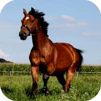 🐴 Horse Wallpapers