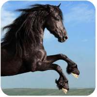 Horse Racing Tips Australia