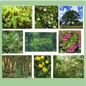 Medicinal Herbs  And Plants on 9Apps
