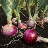 Onion Health Benefits on 9Apps