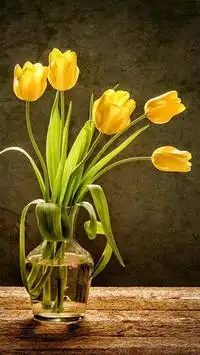HD Gionee Wallpaper APK Download 2023 - Free - 9Apps HD Gionee Wallpaper APK Download 2023 - Free - 9Apps