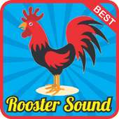 Rooster Sound Effect mp3