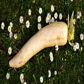 Daikon For Health