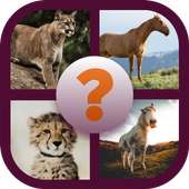 Find the Animals - Best Quiz Game