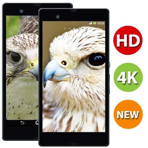 Falcon HD Wallpapers - 4k & Full HD Wallpapers