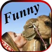 FUNNY VIDEOS : Latest Indian Comedy Clips App