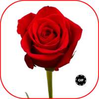 Red Roses Love GIF