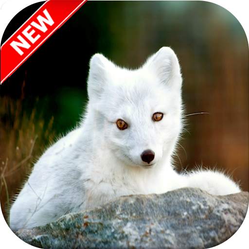 Arctic Fox Wallpaper 🦊