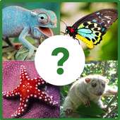 Guess The Animal Quiz For Kids