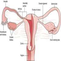 A-Z Gynecology Ultrasound Guide