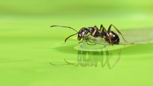 40780 Ant Stock Photos HighRes Pictures and Images  Getty Images