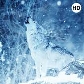 Wolf Wallpapers and Backgrounds