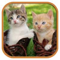 Funny Cats Tile Puzzle
