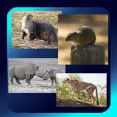 Safari Animal Picture Quiz