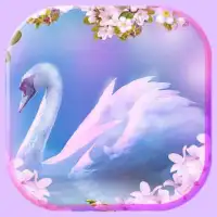 Descarga de la aplicación Primavera Cisnes Fondos Pantalla Animados 2023 - Gratis - 9Apps Descarga de la aplicación Primavera Cisnes Fondos Pantalla Animados 2023 - Gratis - 9Apps