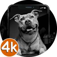 🐾 Pitbull Wallpapers HD | 4K Pitbull Dog Photos ❤