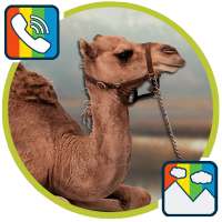 Camel - RINGTONES and WALLPAPERS on 9Apps