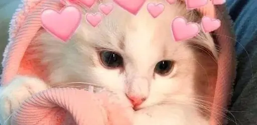363 Wallpaper Kucing Aesthetic Picture - MyWeb