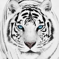 White Tiger Wallpaper HD APK Download 2023 - Free - 9Apps