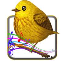 Bird Sounds on 9Apps