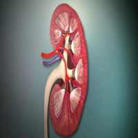 Top Foods For A Healthy Kidney on 9Apps