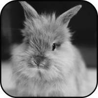 Rabbit run Lock Screen Wallpaper on 9Apps