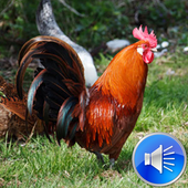 Rooster Sounds Ringtones icon