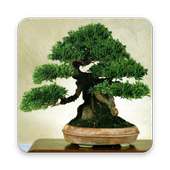 Bonsai Wallpaper HD on 9Apps