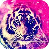 Tiger Wallpaper on 9Apps