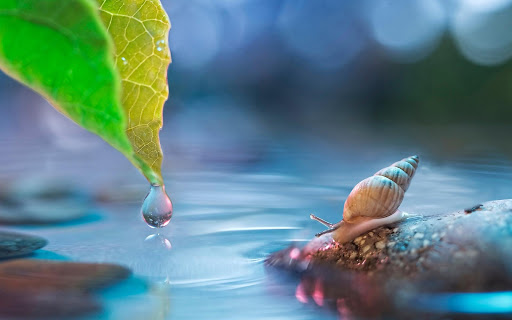 Shell Snail On Green Leaf With Water Drops On It Background A Snail Moving  Slowly On A Leaf After Rain Hd Photography Photo Eye Background Image And  Wallpaper for Free Download