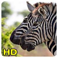 Zebra Wallpapers on 9Apps