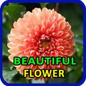 Beautiful Flower Pictures