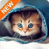 Cat Wallpapers on 9Apps